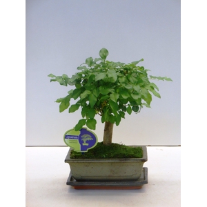 Ligustrum sinensis, 20cm., broom, with drip tray