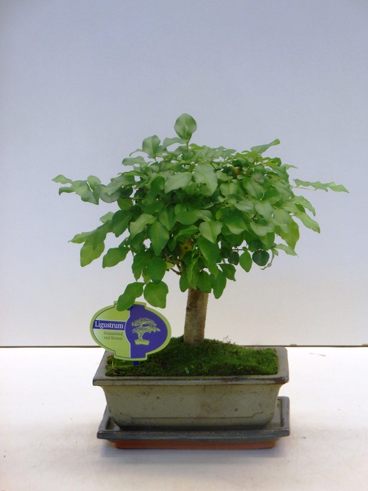 <h4>Ligustrum sinensis, 20cm., broom, with drip tray</h4>