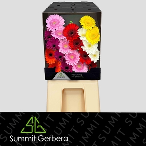 Germini Mix Summit Favorites Diamond
