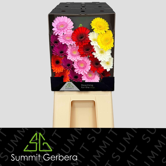 <h4>Germini Mix Summit Favorites Diamond</h4>