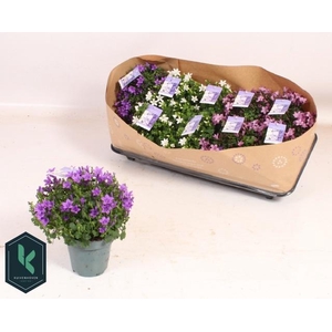 CAMP PORTENSCHLAGIAN