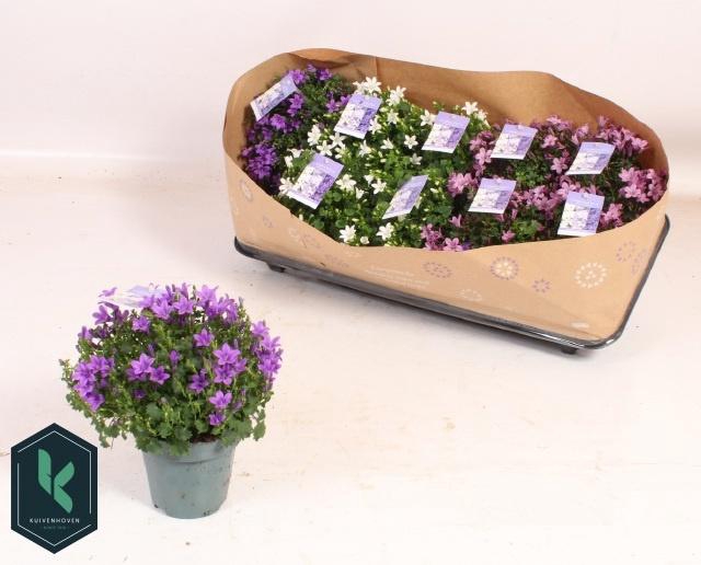 <h4>CAMP PORTENSCHLAGIAN</h4>