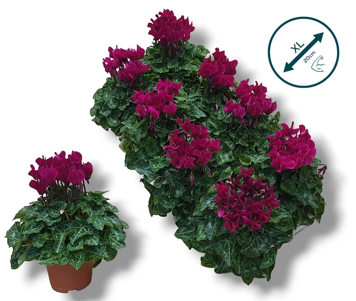 <h4>Cyclaam-PAARS</h4>