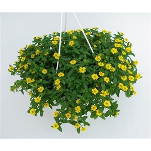 Hangpotten perkplanten mix, 1 soort per pot