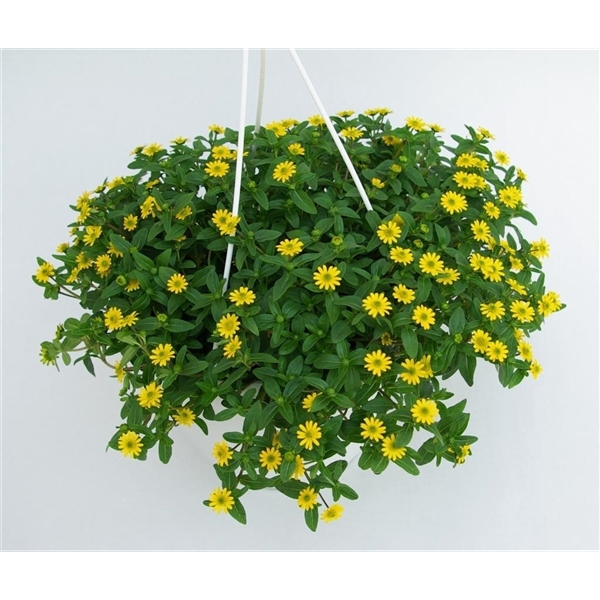 <h4>Hangpotten perkplanten mix, 1 soort per pot</h4>