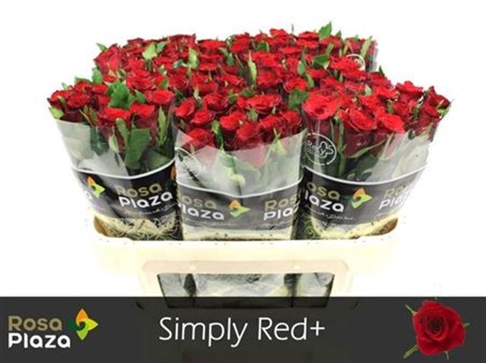 <h4>R Gr Simply Red+</h4>