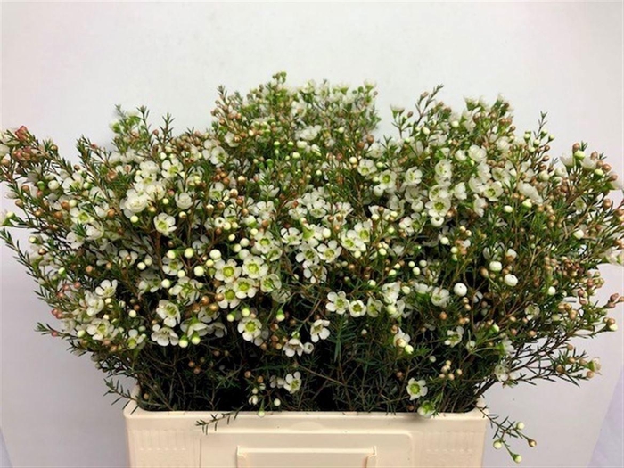 <h4>Chame Me Sirius</h4>