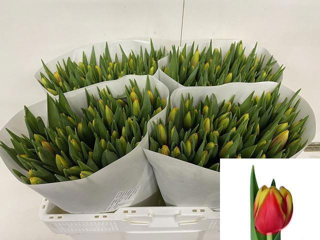 <h4>TU EN DOW JONES</h4>