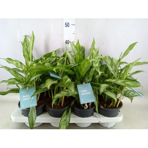 Aglaonema comm. 'Silver Queen'