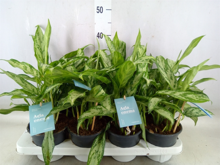 <h4>Aglaonema comm. 'Silver Queen'</h4>