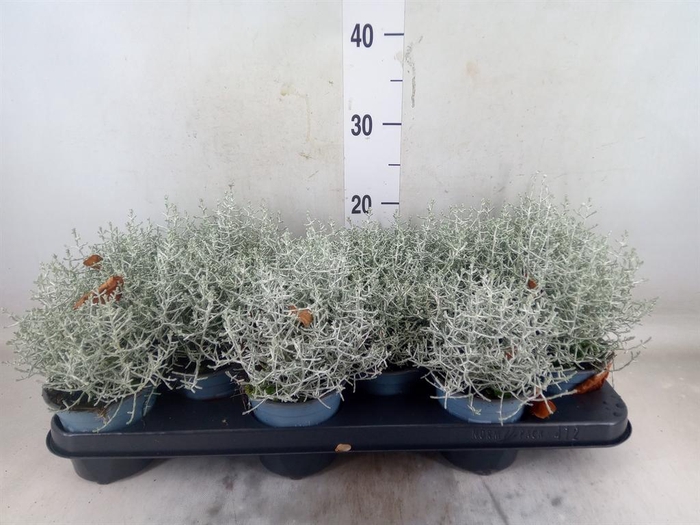 <h4>Leucophyta brownii</h4>