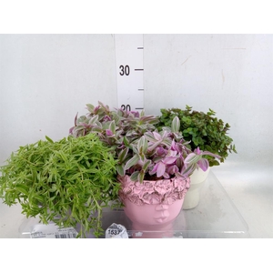 Arr.   Kamerplant Groen L%