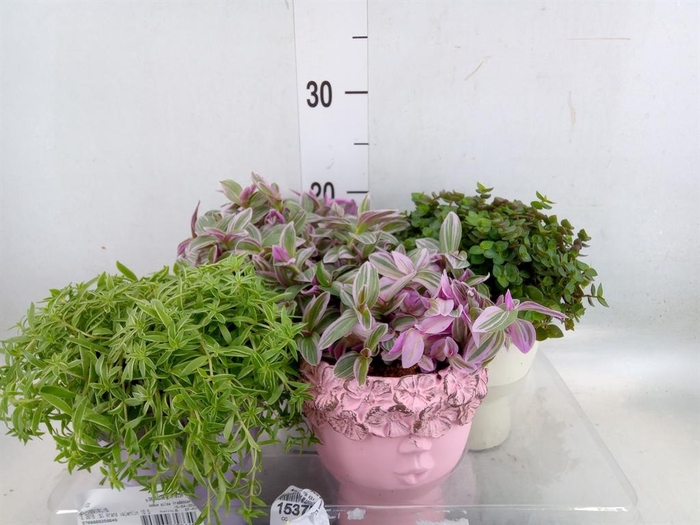 <h4>Arr. Kamerplant Groen L%</h4>