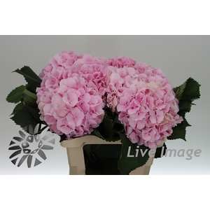 Hydrangea verena