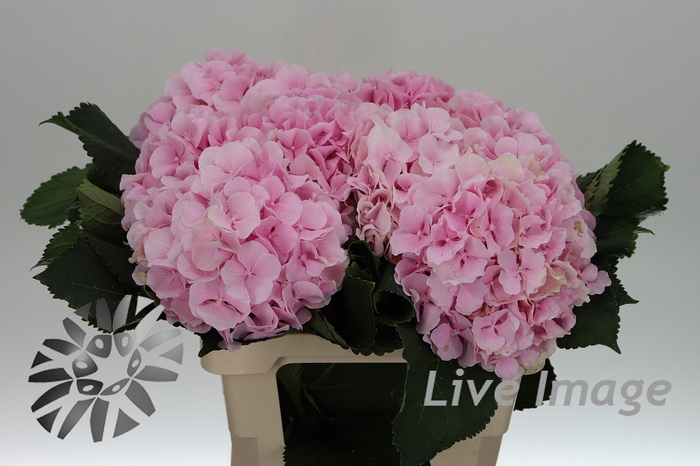 Hydrangea verena