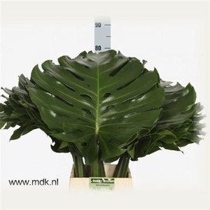 Monstera Blad 45cm Mdk