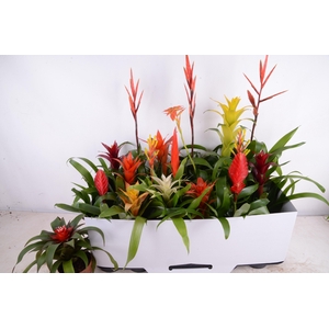 BROMELIA GEM 15 SRT
