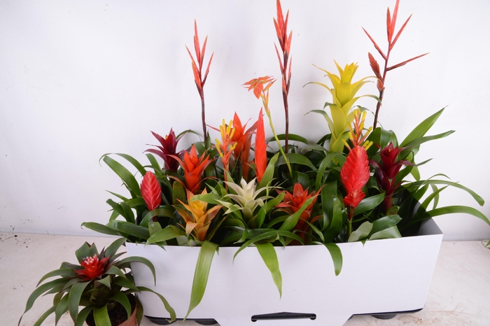 <h4>BROMELIA GEM 15 SRT</h4>