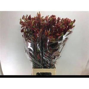 Anigozanthos 'Rampaging Roy Slaven'