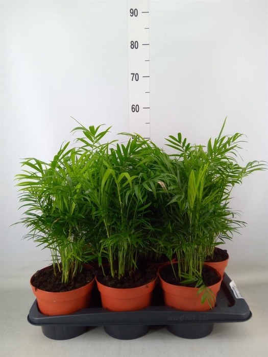 <h4>Chamaedorea elegans</h4>