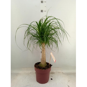 Beaucarnea recurvata