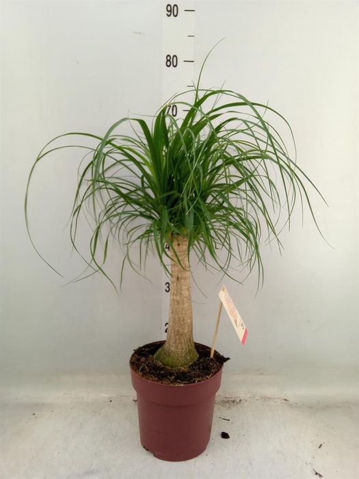 <h4>Beaucarnea recurvata</h4>