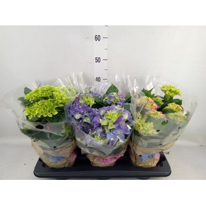 Hydrangea mac.   ...mix