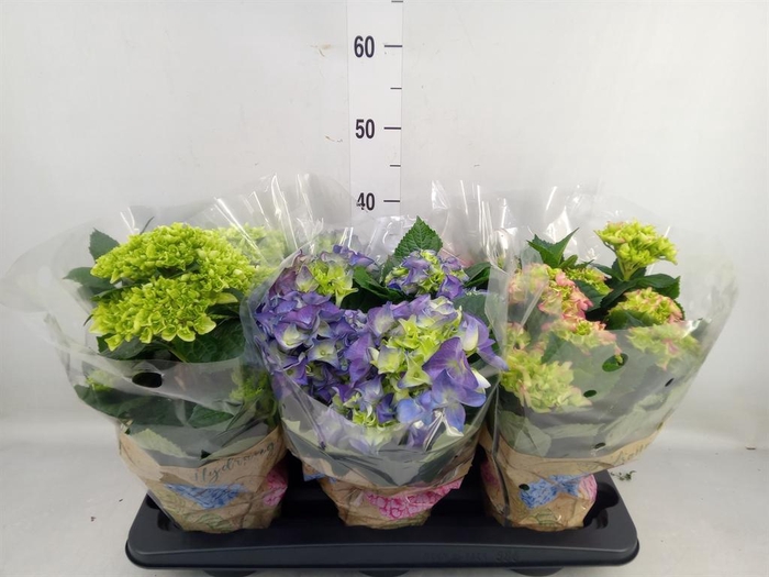<h4>Hydrangea mac.   ...mix</h4>