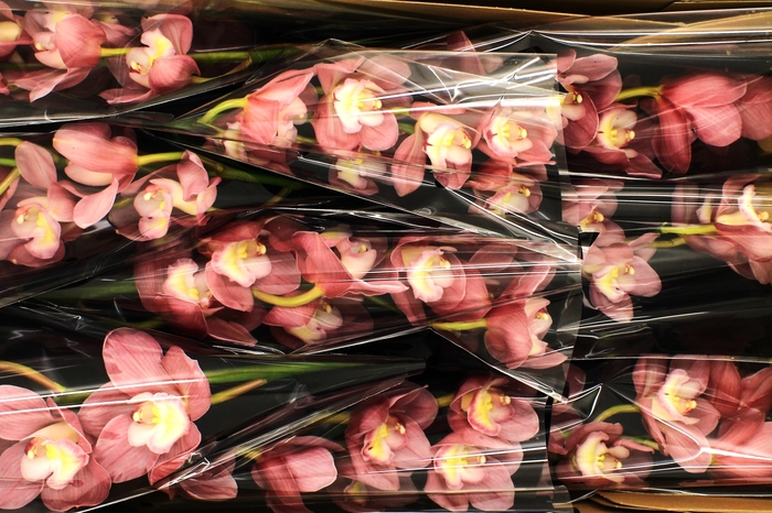 <h4>CYMB T MARITA</h4>