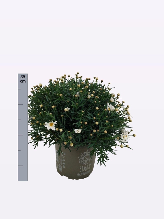 <h4>ARG SIMBA WHITE</h4>