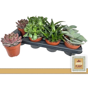 !! PROMO !! SUCCULENT MIX P12