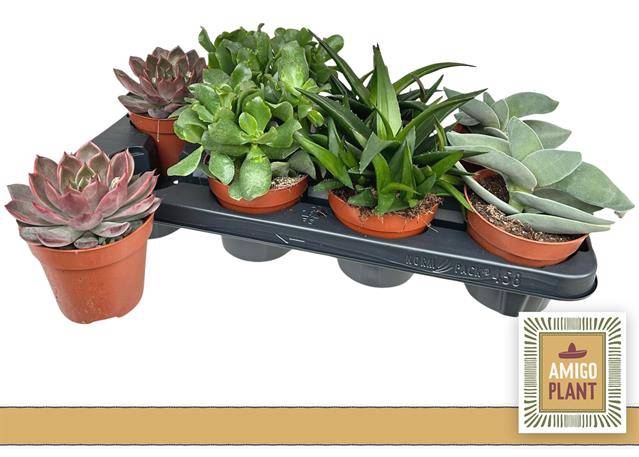 <h4>!! PROMO !! SUCCULENT MIX P12</h4>