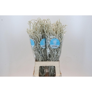 Amaranthus Yearming Desert