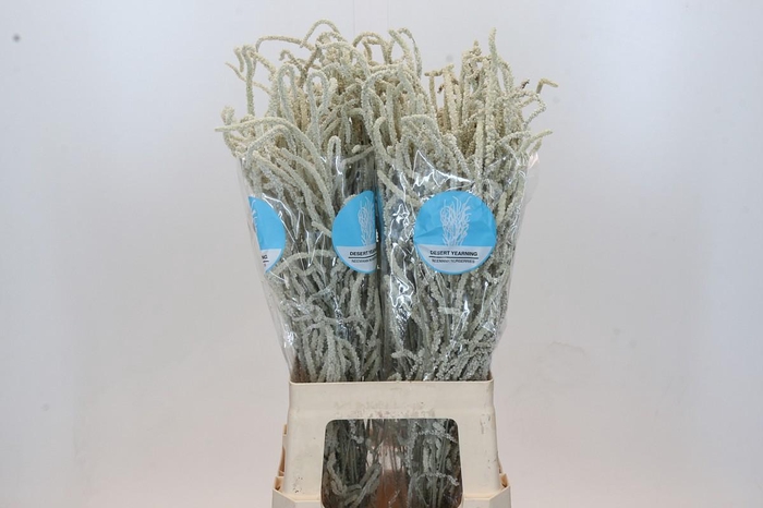 <h4>Amaranthus Yearming Desert</h4>