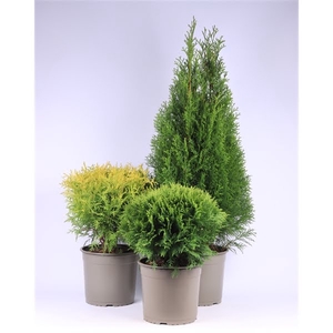 Thuja gemengde bak