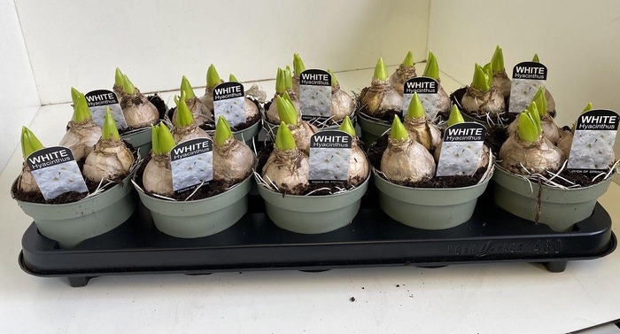 <h4>12 cm Hyacint White Pearl in olijfgroene pot</h4>