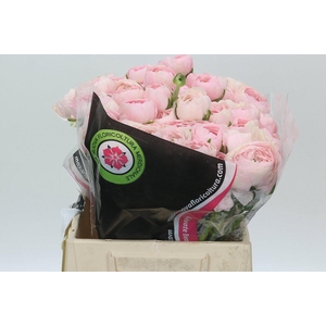 Ranunculus Clooney Lady Extra