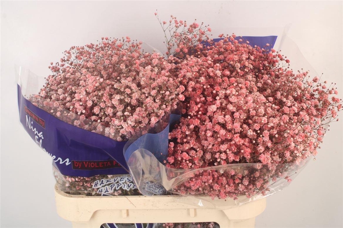 <h4>Gyps Klb Burgundy</h4>