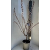 Prunus bladverliezend cerasifera