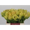 Leucadendron Goldstrike