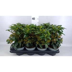 Ardisia cren.