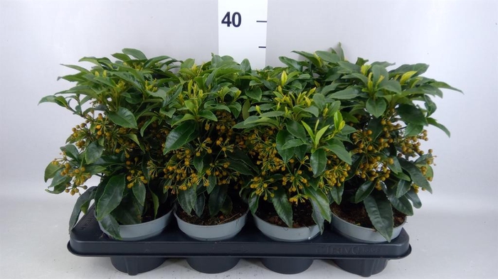 <h4>Ardisia cren.</h4>