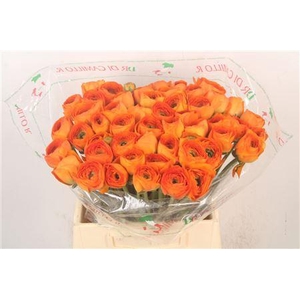 Ran.. Su Lambada Extra