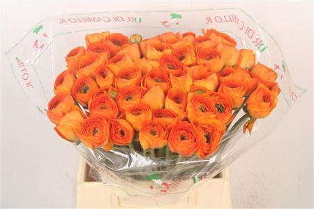 <h4>Ran.. Su Lambada Extra</h4>