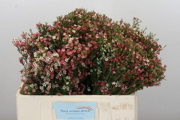 <h4>CHAME MY SWEET 16</h4>