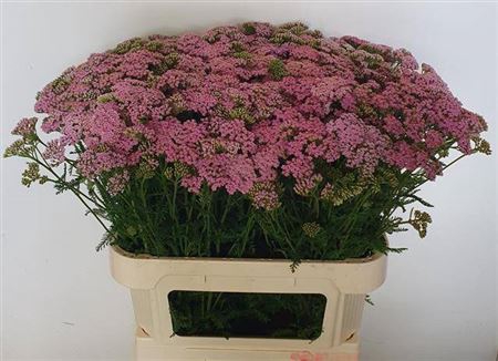 <h4>Achillea M Cindy</h4>