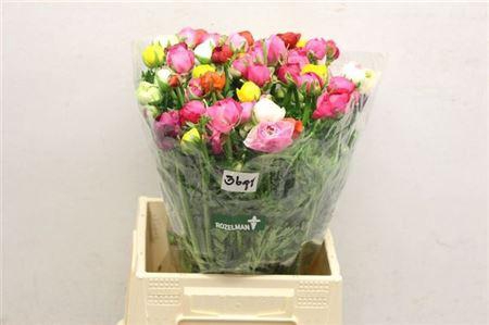 <h4>Ran Gem In Bos</h4>