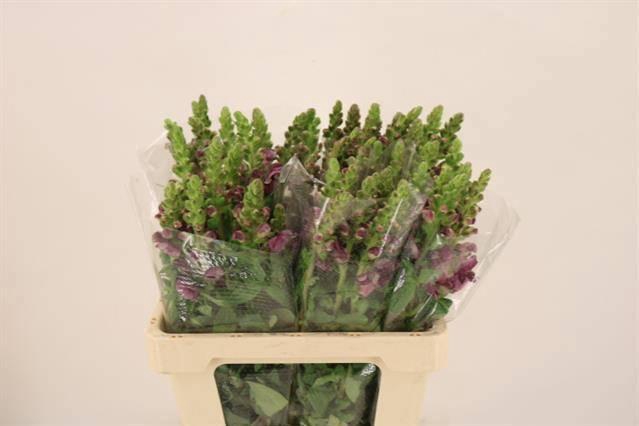 <h4>ANTIR POTO CRIMSON</h4>