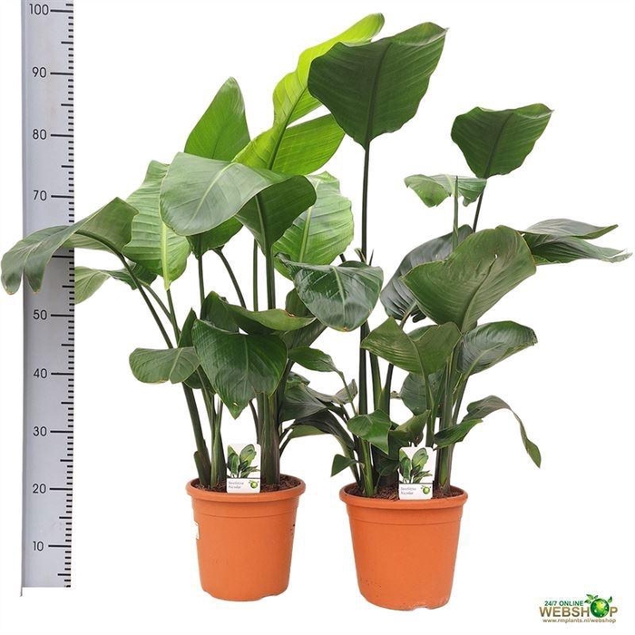 <h4>STRELITZIA NICOLAI</h4>