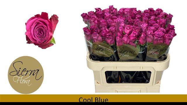 <h4>R GR COOL BLUE</h4>